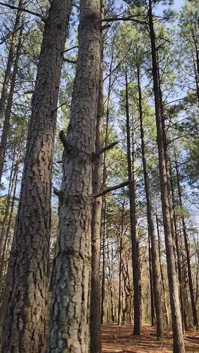 Ancient Trees That Predate Everything You Know