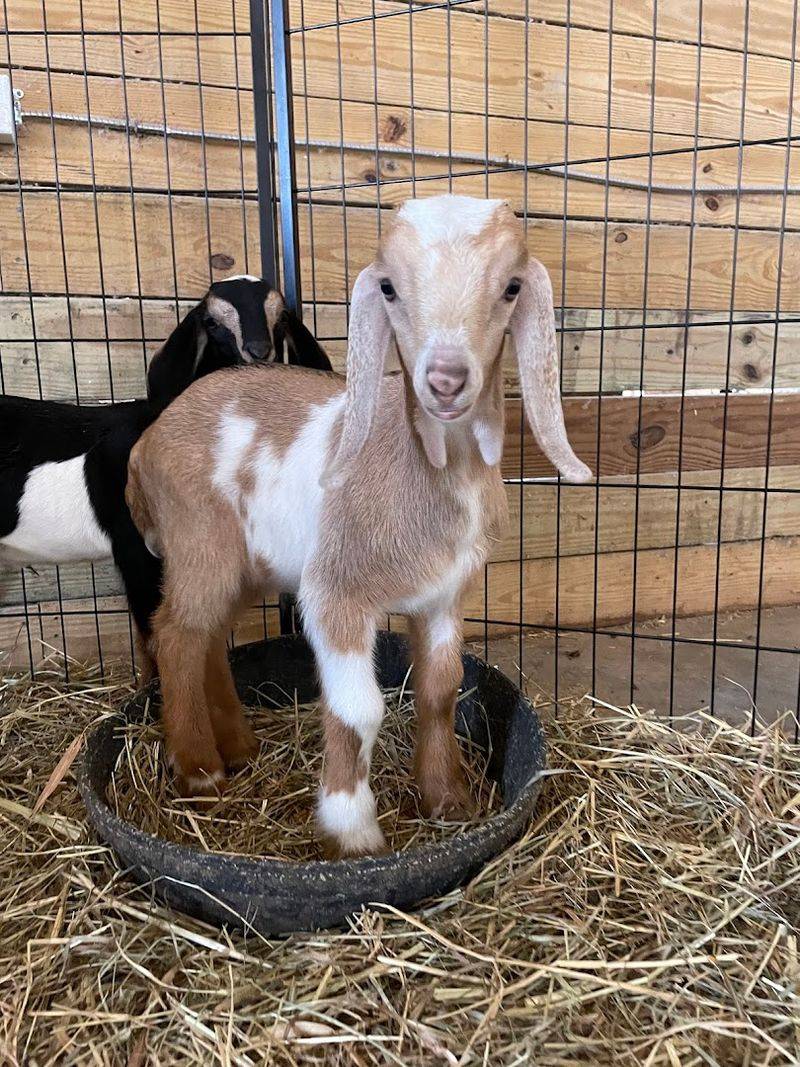 The Kind Of Place That Keeps Kids And Adults Busy