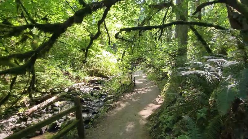 Forest Park Wildwood Trail, Portland, Oregon