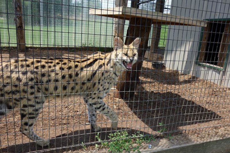 Lions and Cheetahs: The Wild Side of the Safari Village