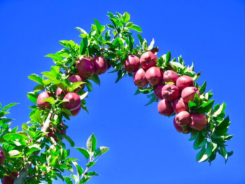 Melick's Town Farm, New Jersey