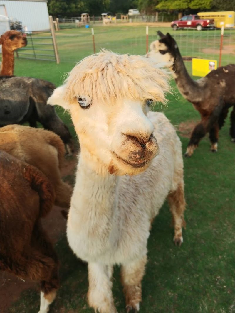 The Farm Shop Is A Whole Experience On Its Own