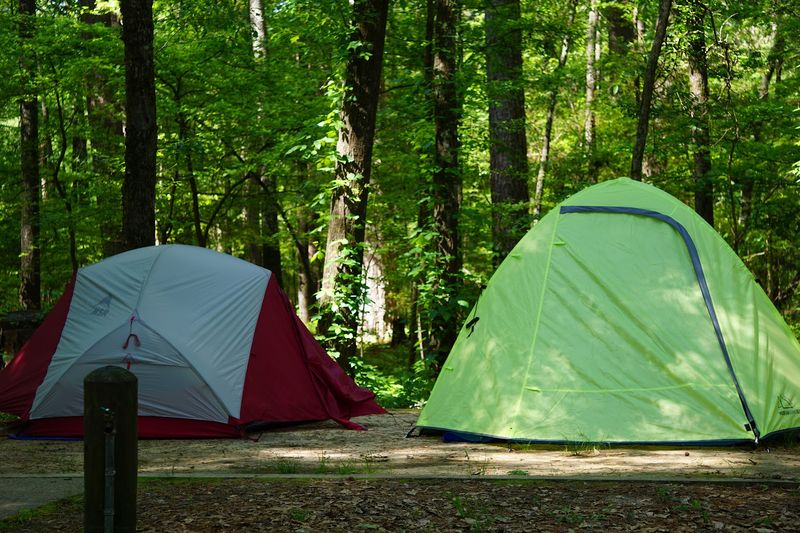 Camping Under the Stars in the Deep East Texas Woods