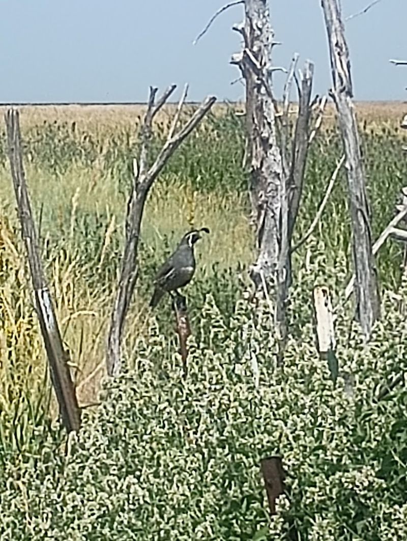 Raptors and Birds of Prey at the Refuge