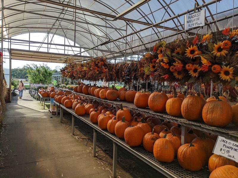 Fall Mums and Pumpkins: The Autumn Pilgrimage