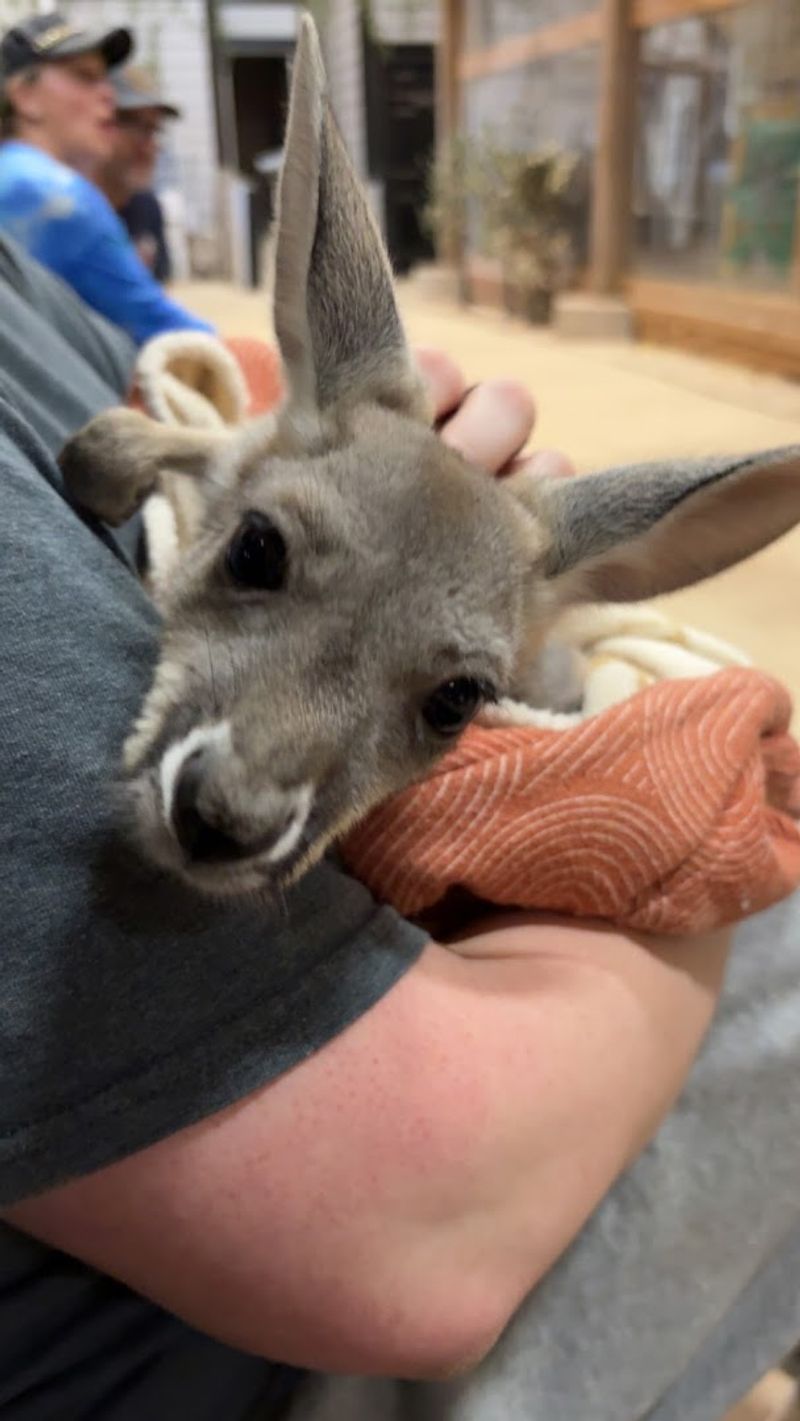 In-Room Animal Encounters You Will Not Forget