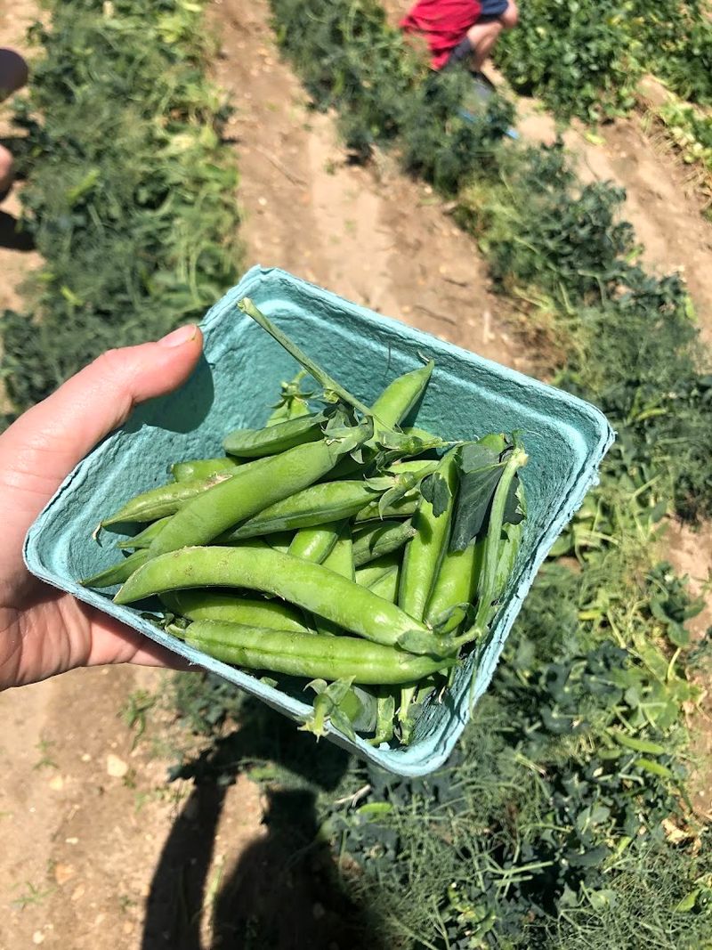 Lee Turkey Farm, New Jersey