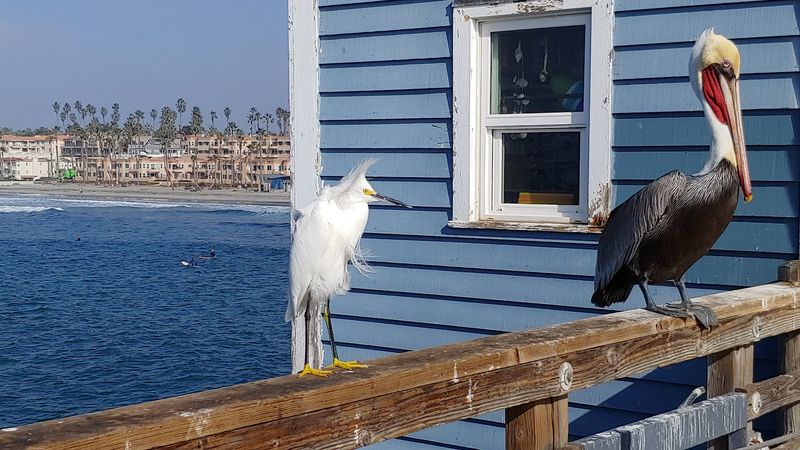 Why Locals Still Talk About What The Pier Meant To The Neighborhood