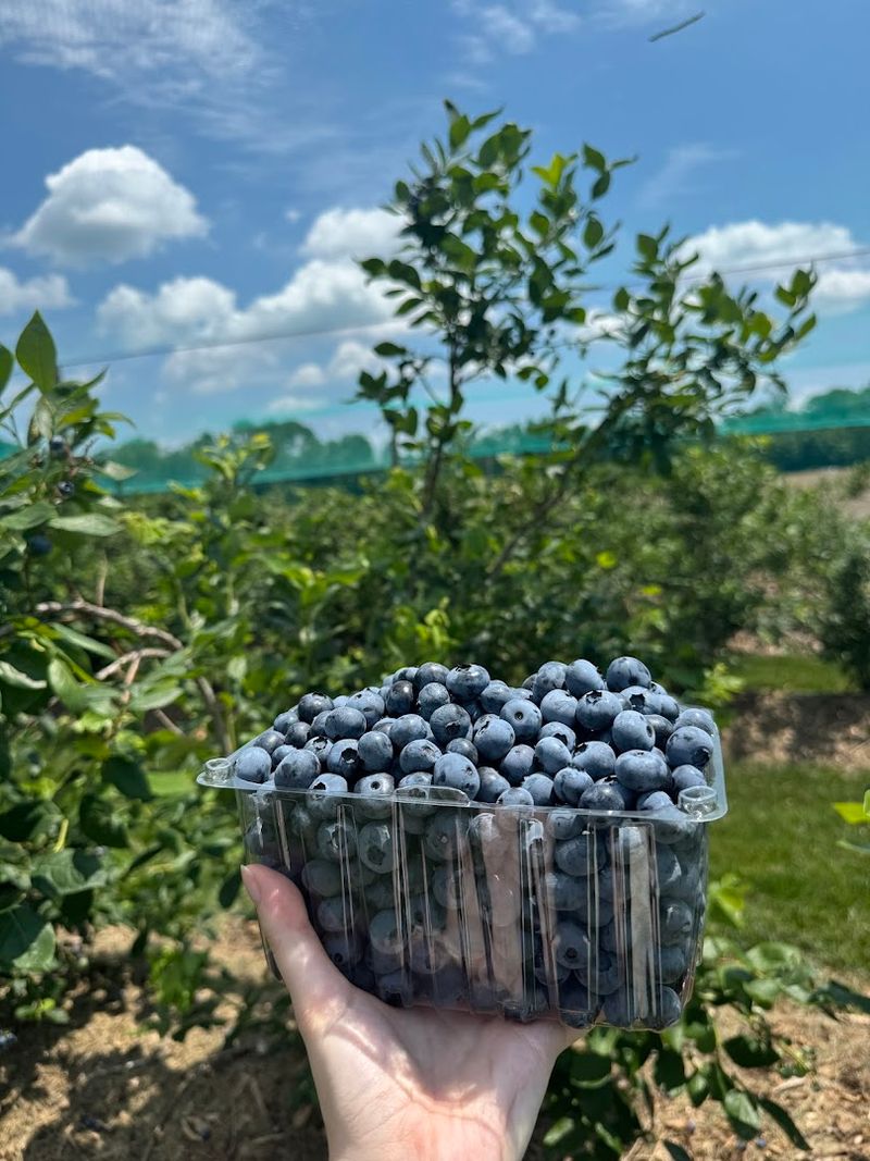 Berry Picking: Sweet, Hands-On Fun Straight from the Vine