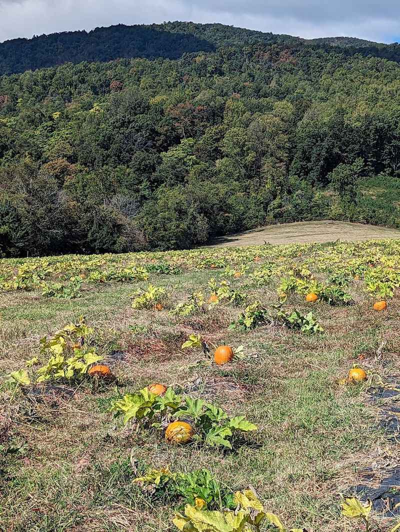 Apple and Pumpkin Season Brings a Whole New Vibe