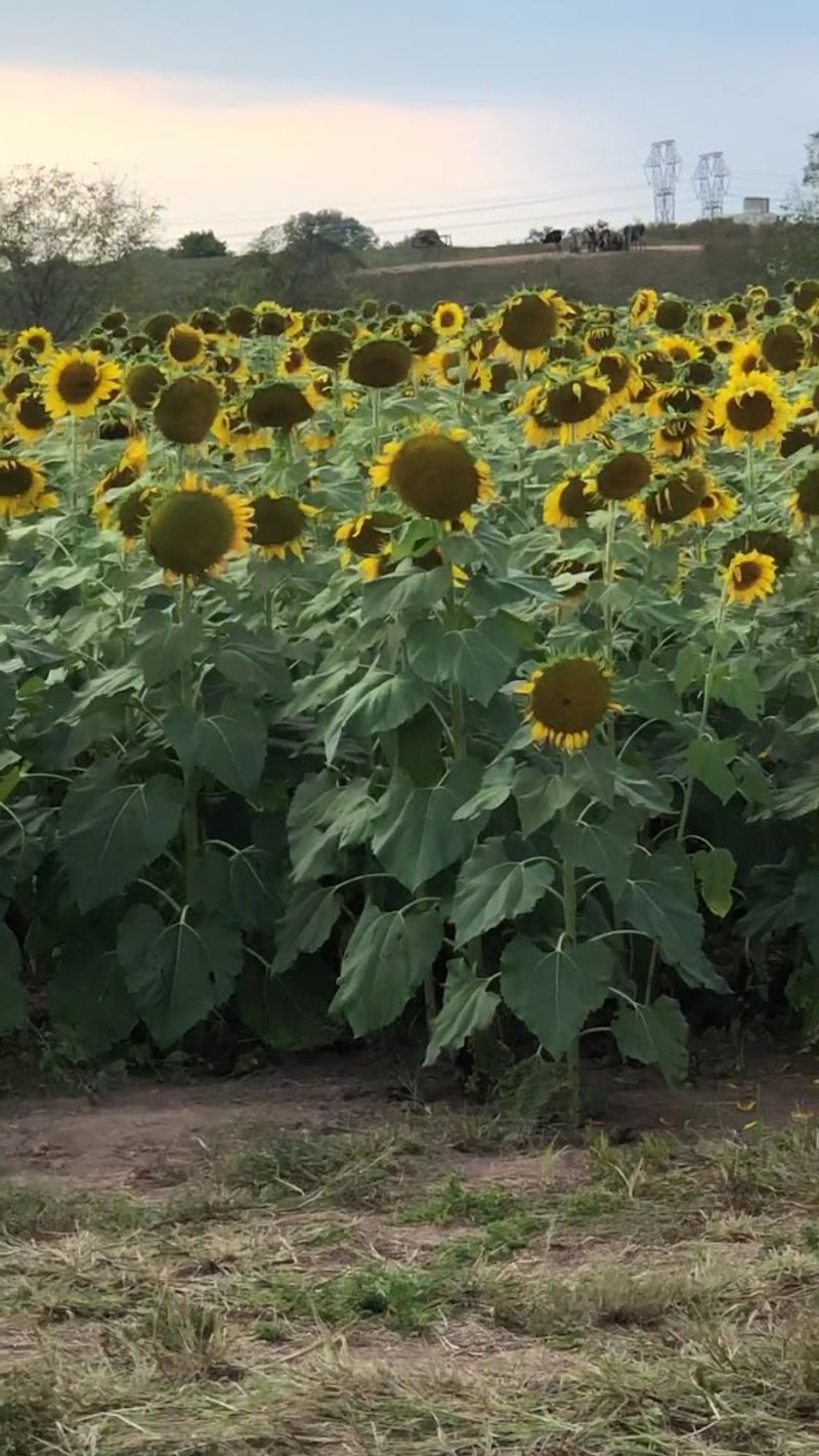 Pick-Your-Own Sunflowers, A Hands-On Floral Adventure