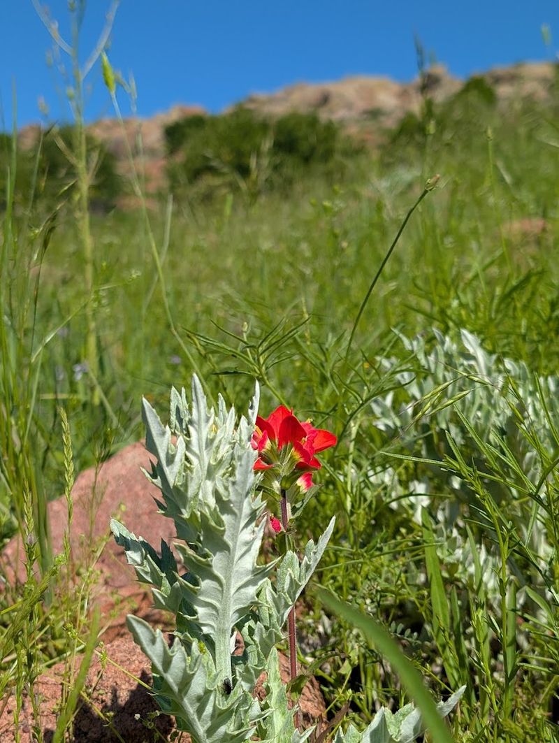 The Flora That Covers the Hillsides and Canyon Floors