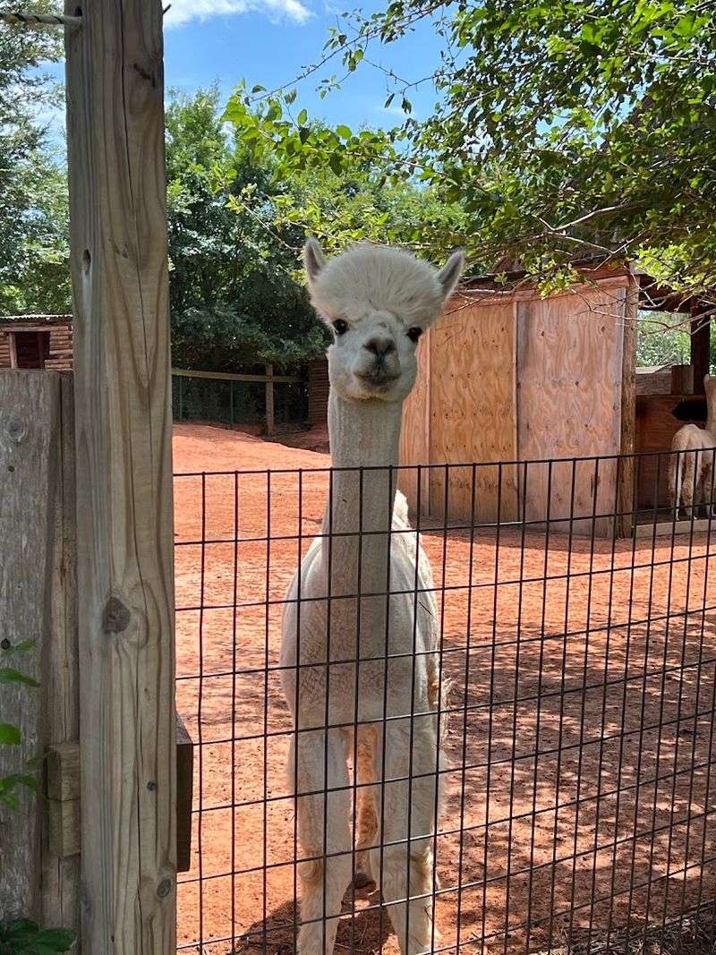 What the Staff Gets Absolutely Right