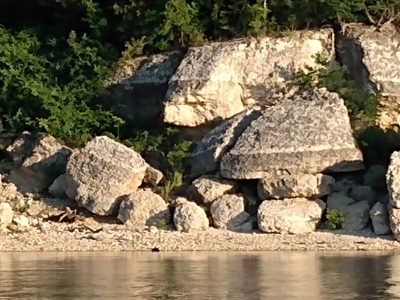 Wildlife Along the Shoreline