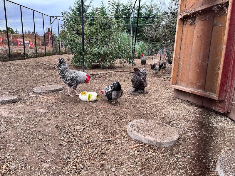 Farm Animals That Kids Absolutely Love