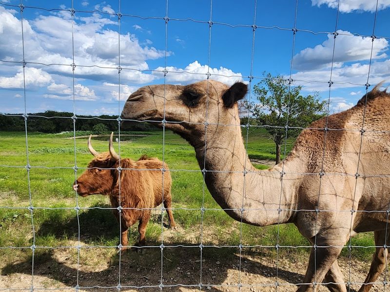 Safari Tours Across the 150-Acre Property: The Ranch Has Layers