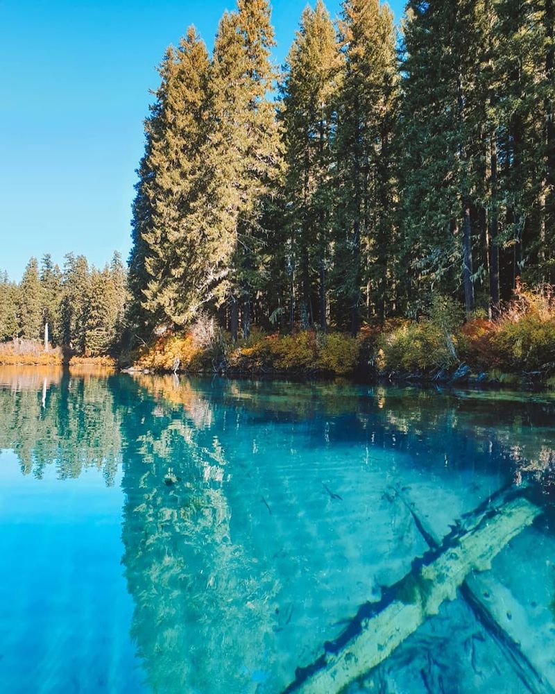 Wildlife and Nature Along the Forested Shoreline