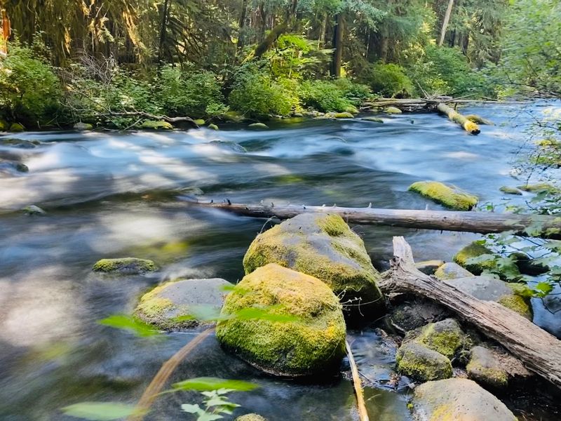 Wildlife and Nature Along the McKenzie River Corridor