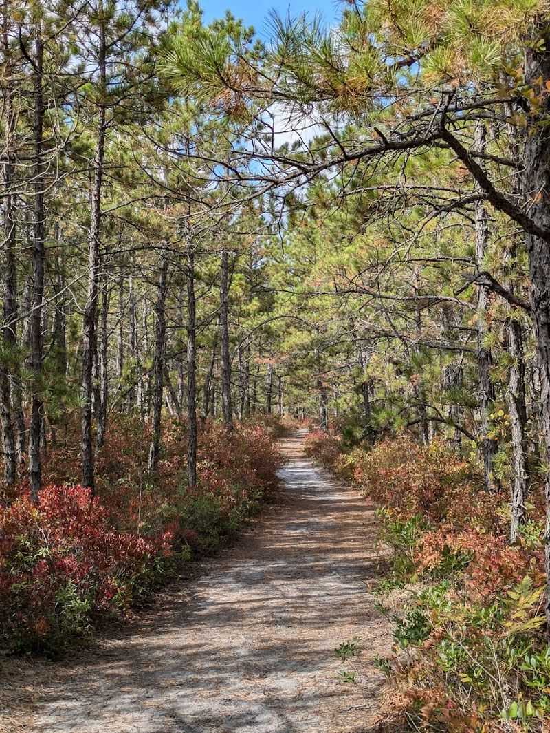 The Trailhead at Atsion Lake: Where the Adventure Begins