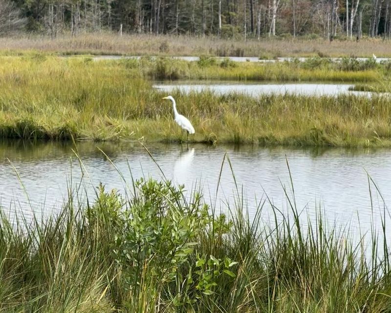 Cattus Island County Park