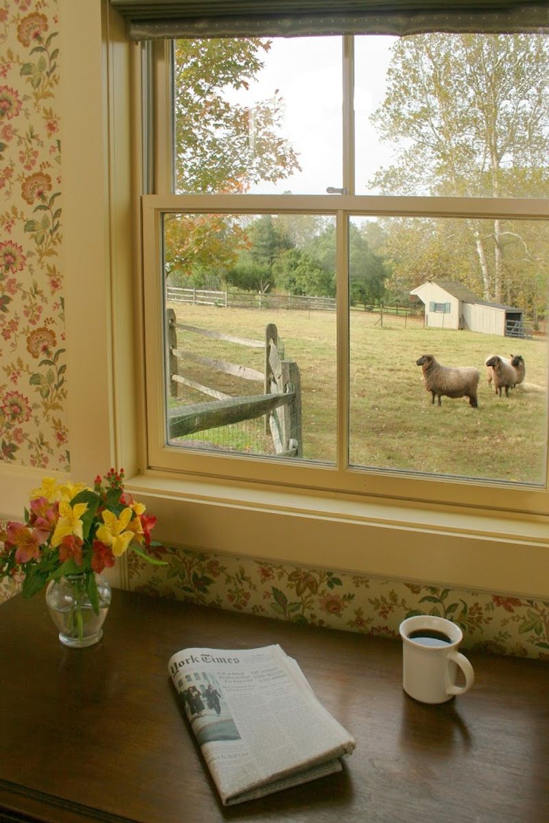The Sheep on the Property Are an Unexpected Highlight