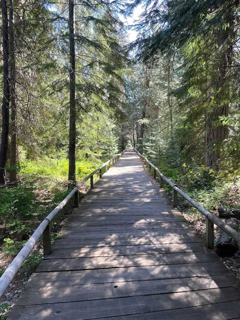 Hiking Trails Through the Forest
