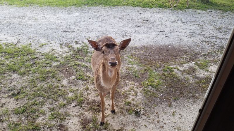 Free-Roaming Deer and Wildlife