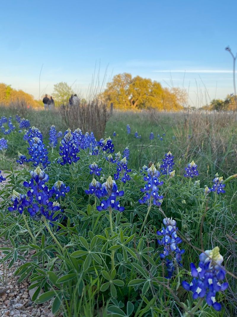 Lady Bird Johnson's Legacy and Conservation Mission