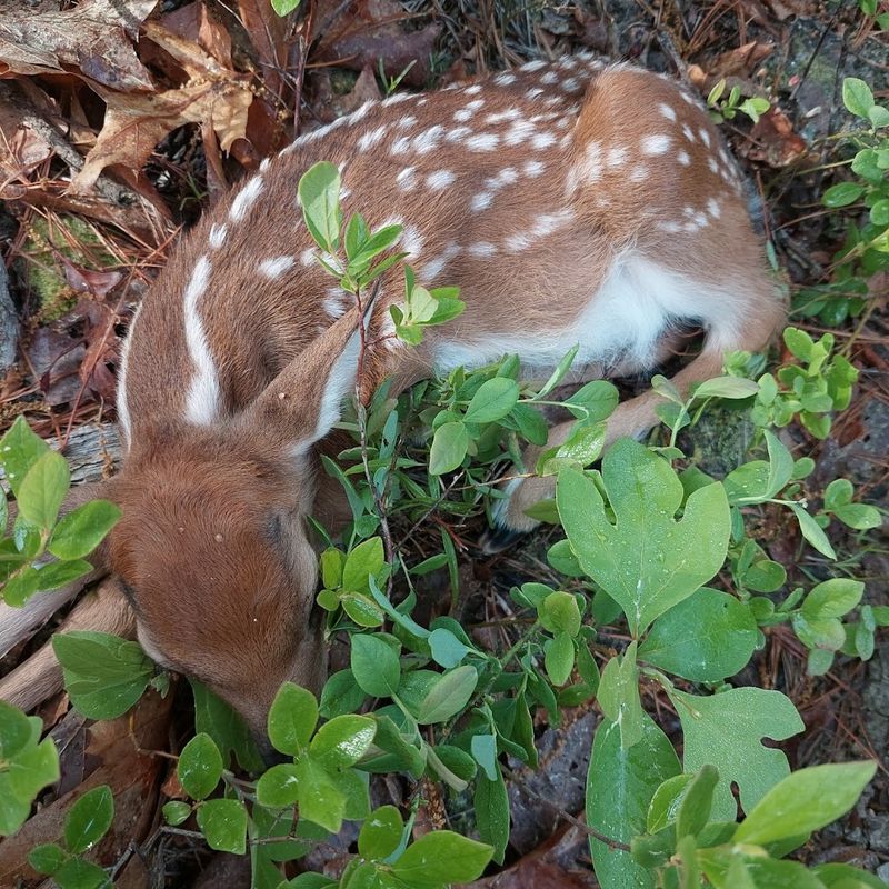 Wildlife Encounters That Make You Stop Walking