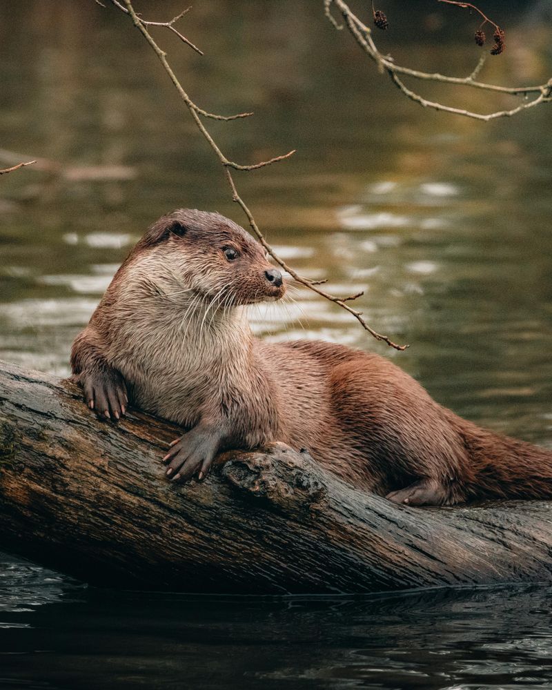 River Otters Call This Refuge Home