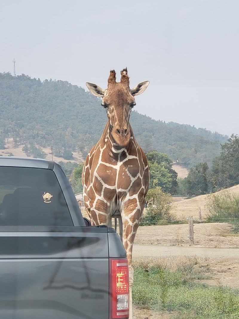 Giraffes Walking Right Up to Your Car