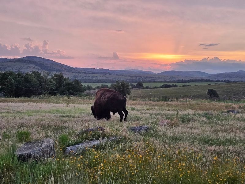 Wildlife Shows Up When You Least Expect It