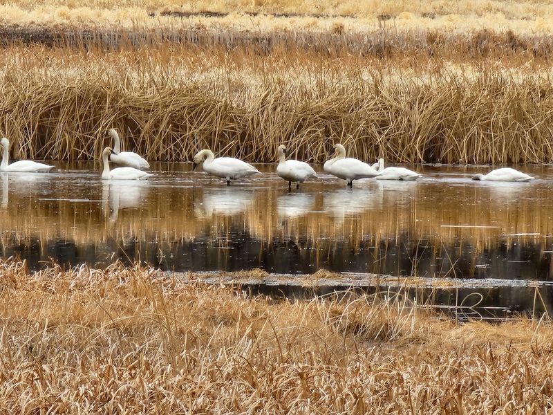 Spring Migration Season at Malheur