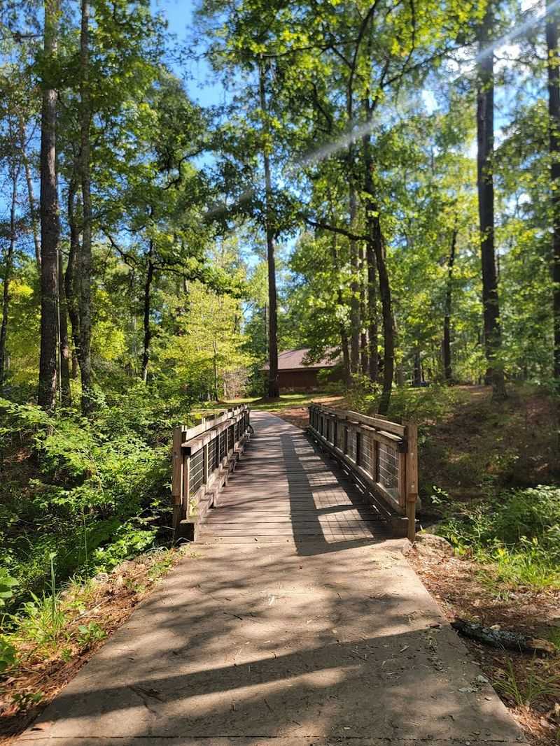 Bald Cypress and Dogwood: The Flora That Steals the Show