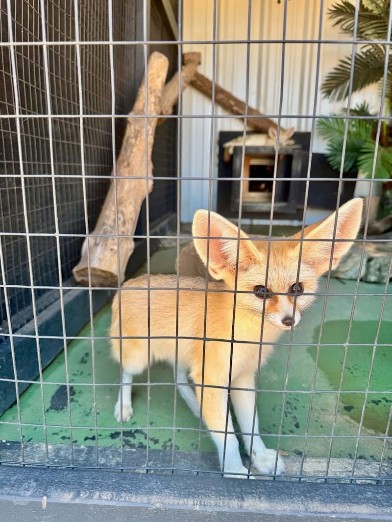 Who Should Visit Safari Stayz