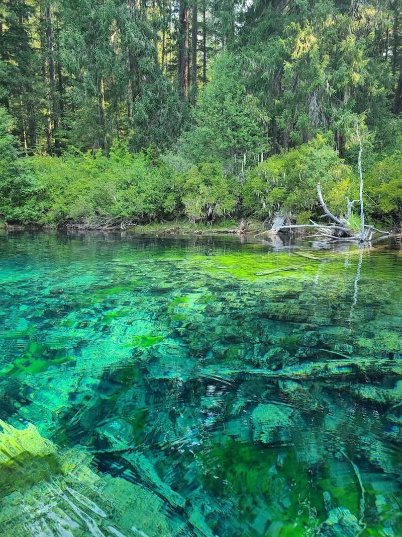 Ancient Underwater Forest Hidden Beneath the Surface