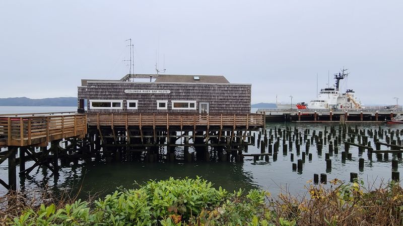 Sea Lions on the Docks: Loud, Wild, and Unforgettable