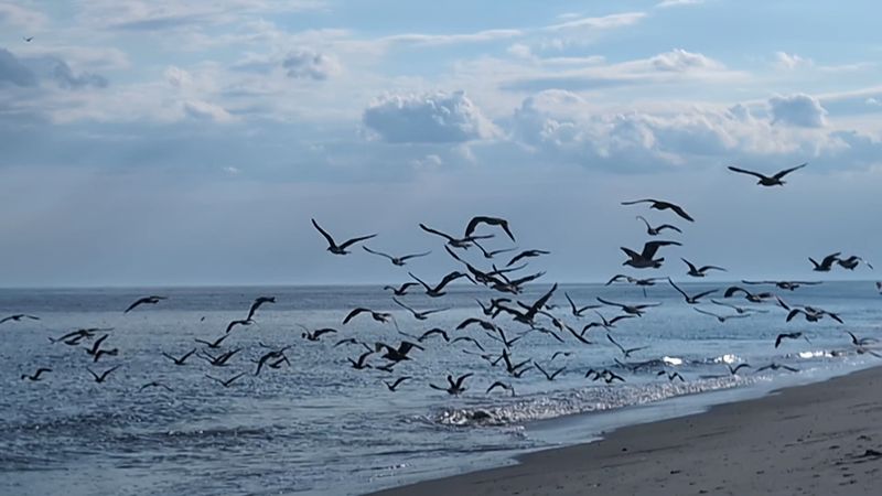 Shorebirds That Will Make Your Jaw Drop