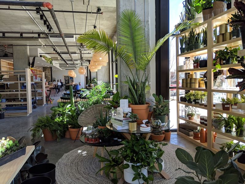 The Plant Selection That Keeps Collectors Coming Back