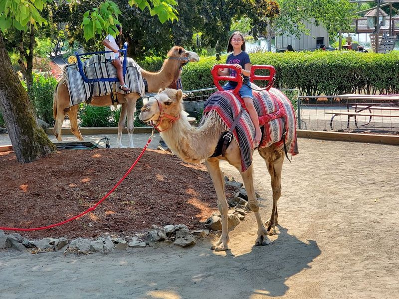 Camel Rides and Special Animal Encounters
