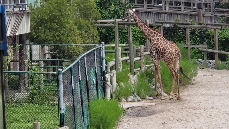 The Giraffe Feeding Station, Up Close and Personal