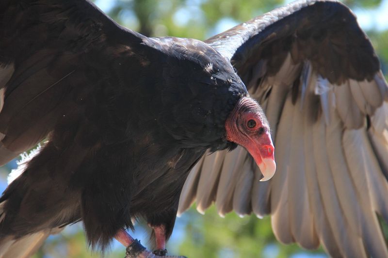 Turkey Vultures With Surprisingly Devoted Fans