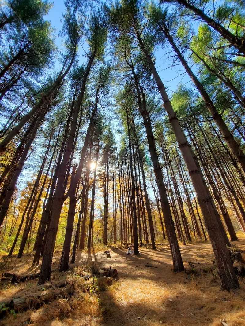 Helyar Woods and Its Ancient Tree Canopy