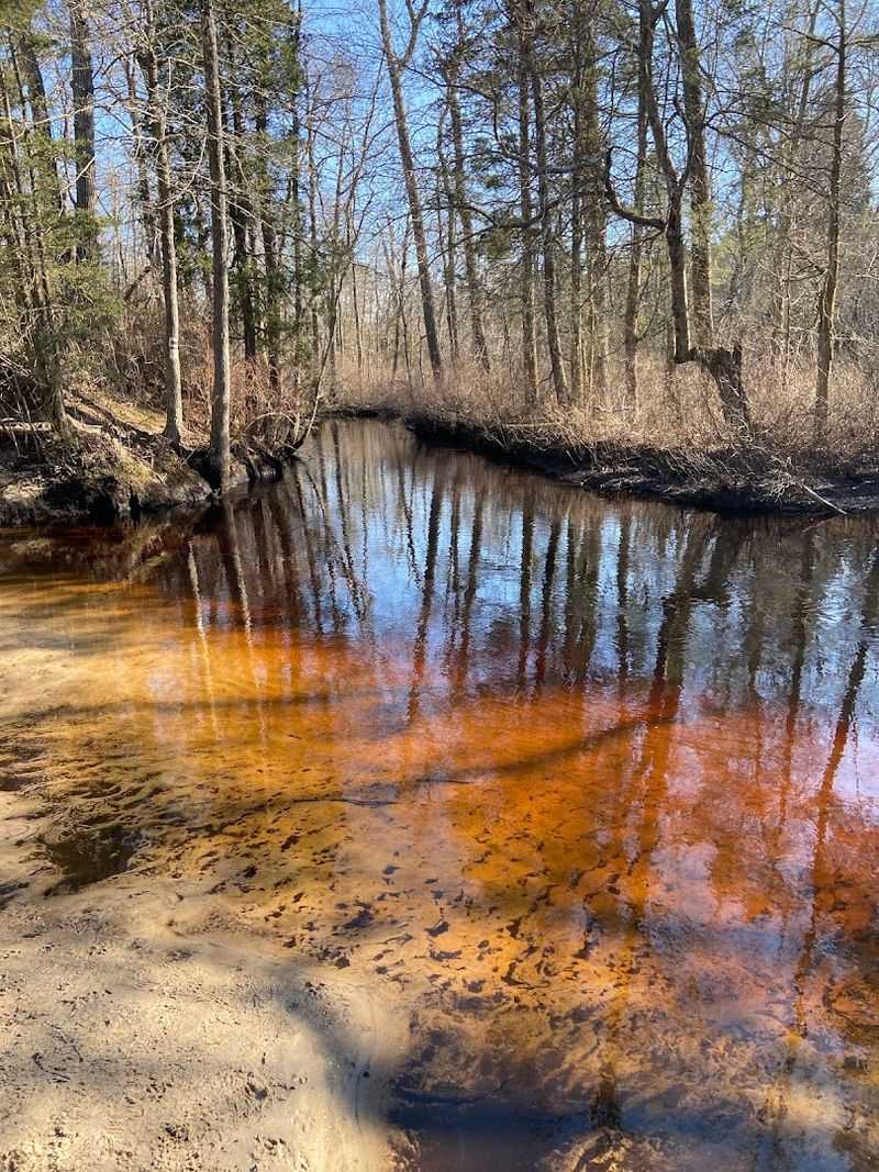 Cedar-Stained Streams That Look Like Iced Tea (But Taste Like Nature)