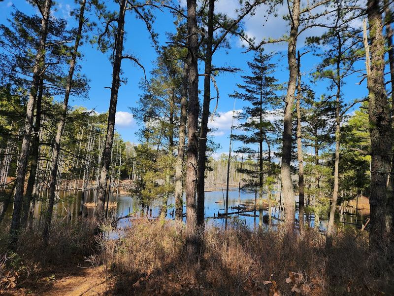 Apple Pie Hill: The Highest Point in the Pine Barrens