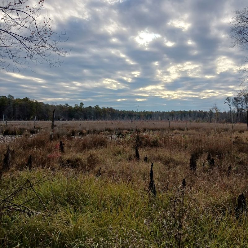 Old Cranberry Bogs and the History Beneath Your Feet
