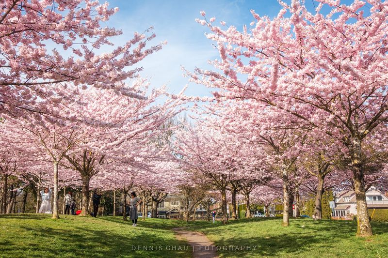 What the 'Akebono' Cherry Tree Variety Means for the Bloom Experience
