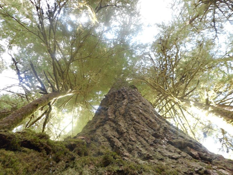 The Scale of These Trees Changes Your Perspective