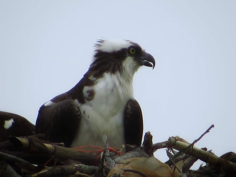 Ospreys, Herons, and the Birds That Make This Marsh Famous
