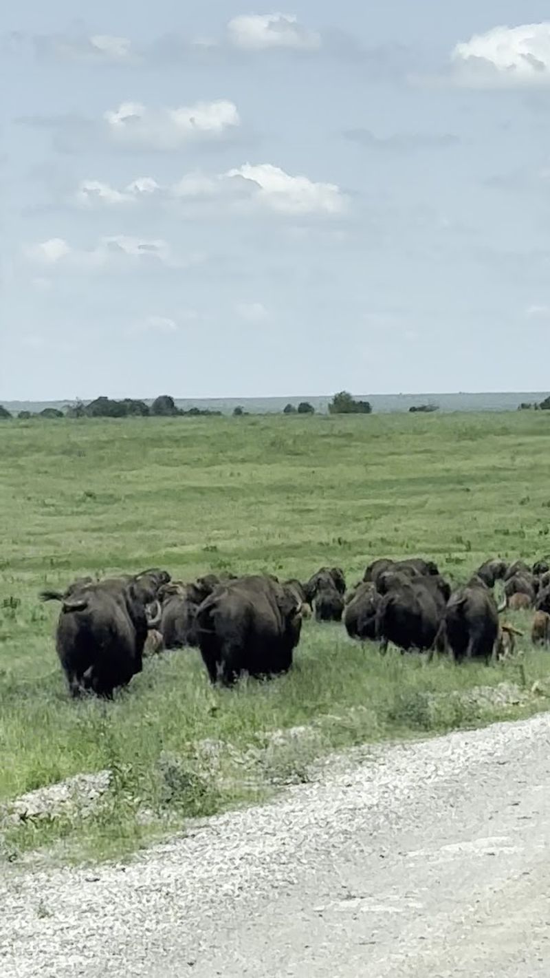 Driving the Bison Loop Road